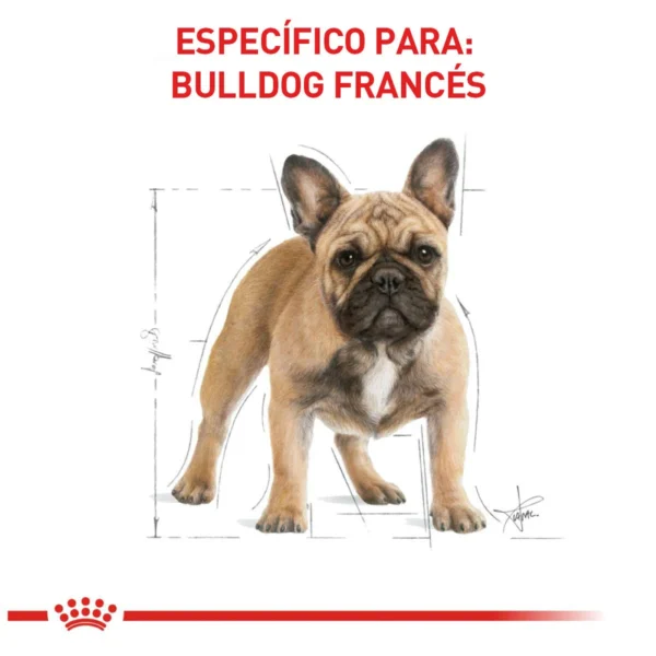 Royal Canin Alimento Seco para Perro Adulto Raza Bulldog Francés, 7.7 kg - Image 5