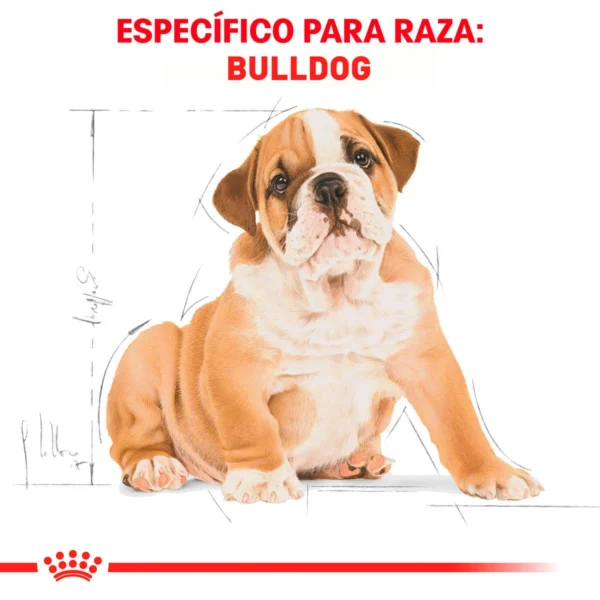 Royal Canin Alimento Seco para Cachorro Raza Bulldog, 13.6 kg - Image 7