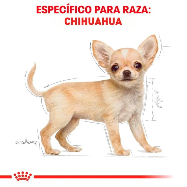 Royal Canin Alimento Seco para Cachorro Raza Chihuahua, 1.1 kg - Image 6