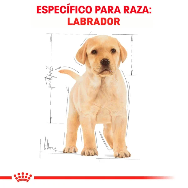 Royal Canin Alimento Seco para Cachorro Raza Labrador Retriever, 13.6 kg - Image 7
