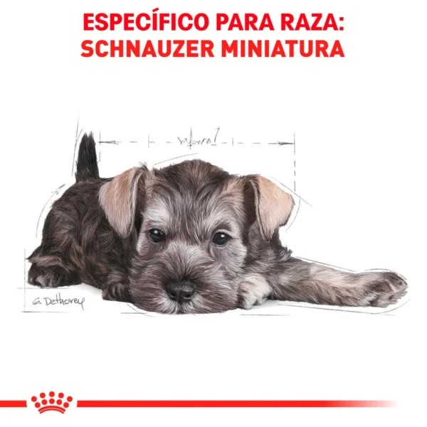 Royal Canin Alimento Seco para Cachorro Raza Schnauzer Miniatura, 1.1 kg - Image 6
