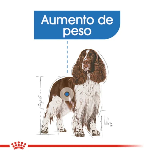 Royal Canin Weight Care Alimento Seco para Perro Adulto Control de Peso Raza Mediana, 13.6 kg - Image 3