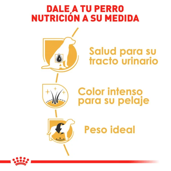 Royal Canin Alimento Seco para perro Adulto Raza Schnauzer Miniatura, 4.5 kg - Image 3
