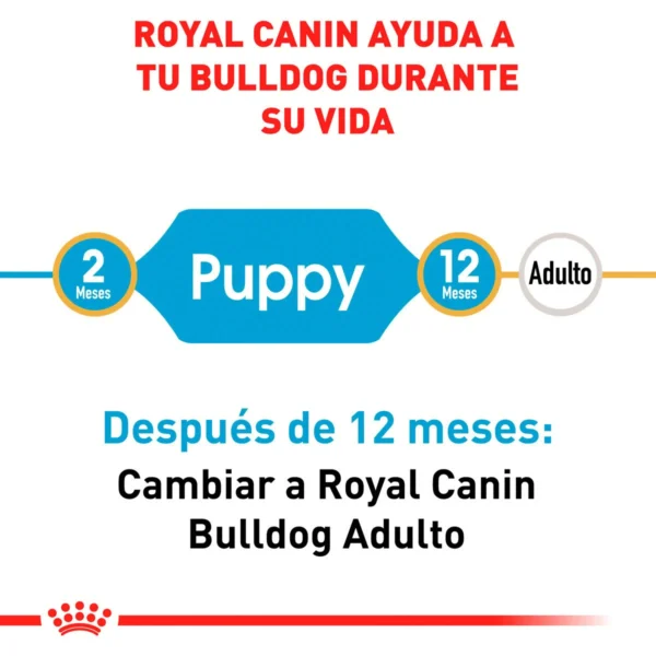 Royal Canin Alimento Seco para Cachorro Raza Bulldog, 13.6 kg - Image 4