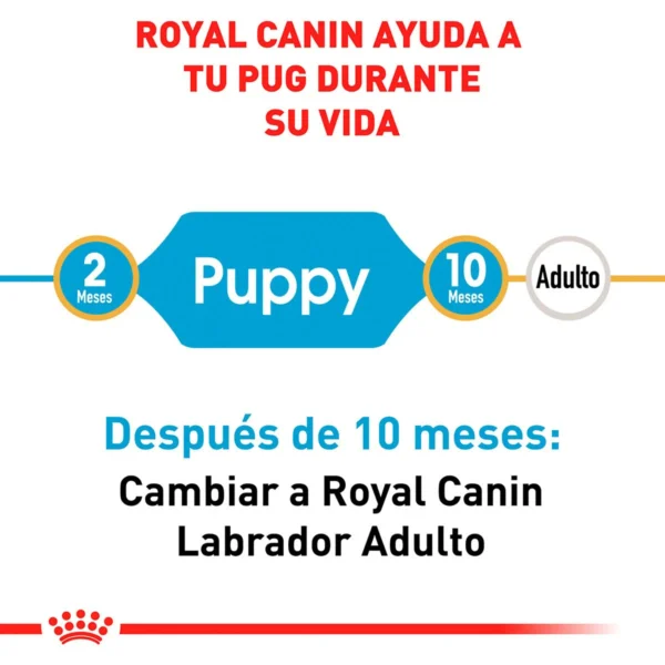 Royal Canin Alimento Seco para Cachorro Raza Pug, 1.1 kg - Image 3