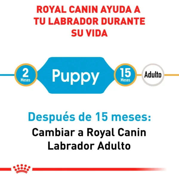 Royal Canin Alimento Seco para Cachorro Raza Labrador Retriever, 13.6 kg - Image 4