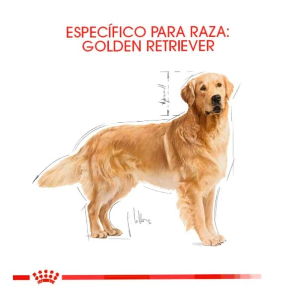 Royal Canin Alimento Seco para Perro Adulto Raza Golden Retriever, 13.6 kg - Image 3