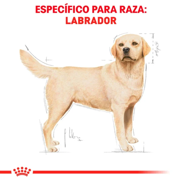 Royal Canin Alimento Seco para perro Adulto Raza Labrador Retriever, 13.6 kg - Image 6