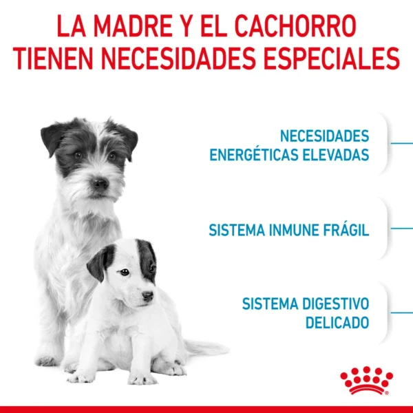 Royal Canin Small Starter Mother & BabyDog Alimento Seco para Gestación/ Lactancia o Destete para Perro, 1.14 kg - Image 5