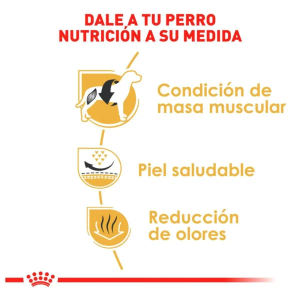 Royal Canin Alimento Seco para Perro Adulto Raza Bulldog Francés, 7.7 kg - Image 4