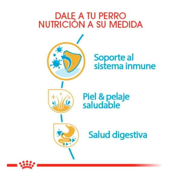 Royal Canin Alimento Seco para Cachorro Raza Golden Retriever, 13.6 kg - Image 6