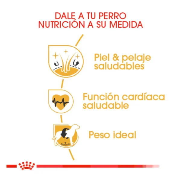 Royal Canin Alimento Seco para Perro Adulto Raza Golden Retriever, 13.6 kg - Image 5