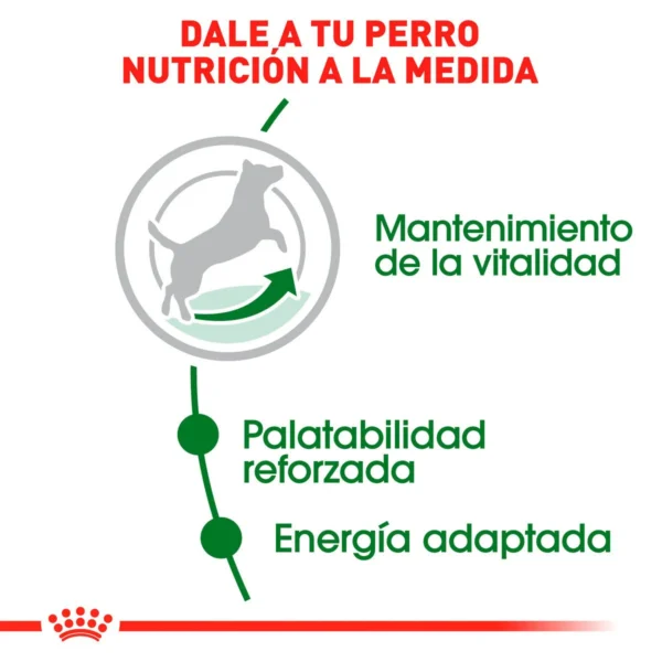 Royal Canin Alimento Seco para Perro Senior Raza Pequeña, 1.1 kg - Image 4