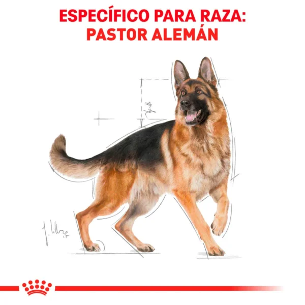 Royal Canin Alimento Seco para perro Adulto Raza Pastor Alemán, 13.6 kg - Image 6