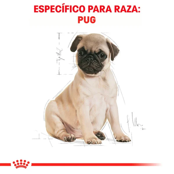 Royal Canin Alimento Seco para Cachorro Raza Pug, 1.1 kg - Image 6