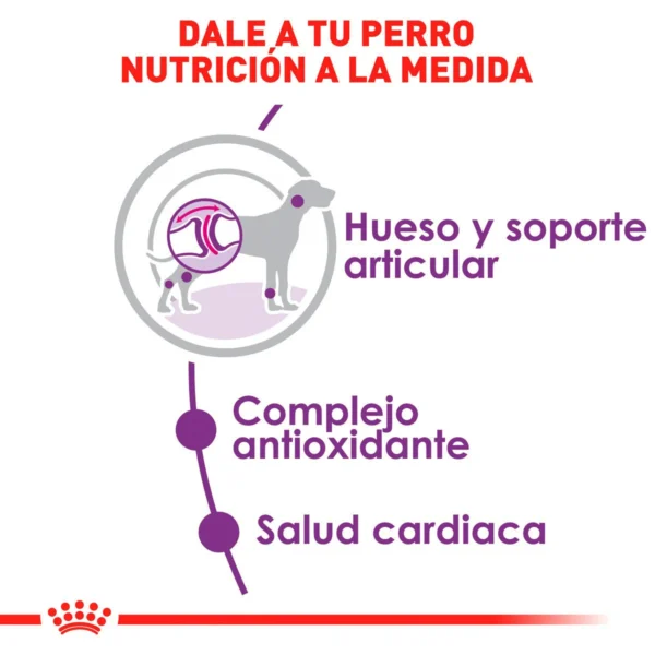 Royal Canin Alimento Seco para Perro Adulto Raza Gigante, 13.6 kg - Image 5