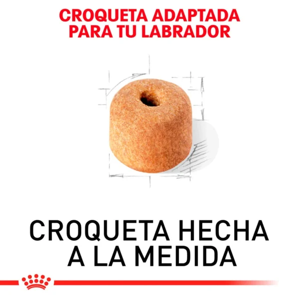 Royal Canin Alimento Seco para perro Adulto Raza Labrador Retriever, 13.6 kg - Image 2