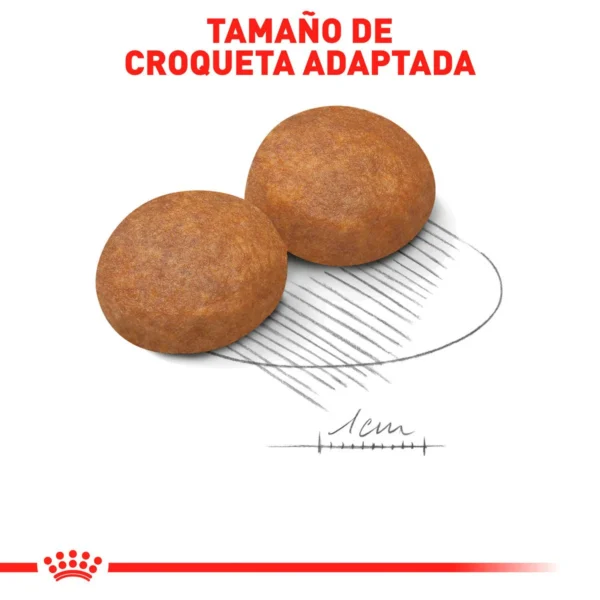 Royal Canin Alimento Seco para Perro Senior Raza Grande, 13.6 kg - Image 2