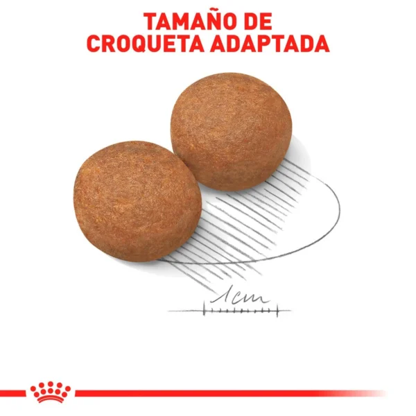 Royal Canin Alimento Seco para Perro Adulto Raza Grande, 13.6 kg - Image 2